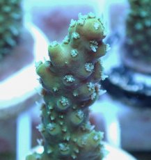 画像2: No.73 オーストラリア産 ヘアリーモンスター (2)