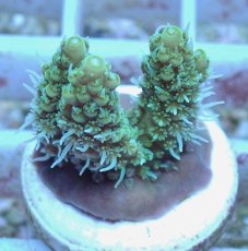 画像1: No.74 オーストラリア産 ヘアリーモンスター (1)