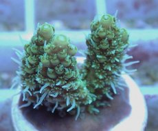 画像2: No.74 オーストラリア産 ヘアリーモンスター (2)