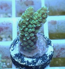 画像1: No.75 オーストラリア産 ヘアリーモンスター (1)