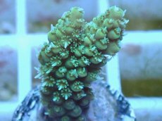 画像2: No.75 オーストラリア産 ヘアリーモンスター (2)