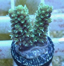 画像1: No.76 オーストラリア産 ヘアリーモンスター (1)