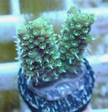 画像2: No.76 オーストラリア産 ヘアリーモンスター (2)