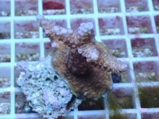 画像1: No.77 フィジー産 スギノキミドリイシ (1)