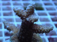 画像2: No.77 フィジー産 スギノキミドリイシ (2)