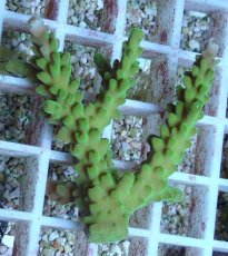 画像1: No.78 フィジー産 浅場ミドリイシ (1)