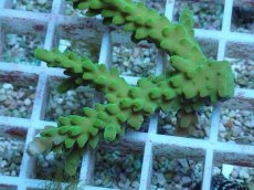 画像2: No.78 フィジー産 浅場ミドリイシ (2)