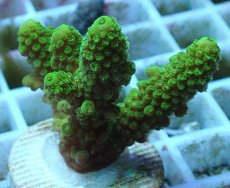 画像1: No.79 フィジー産 ツツユビミドリイシ (1)