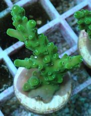 画像1: No.80 フィジー産 浅場ミドリイシ (1)