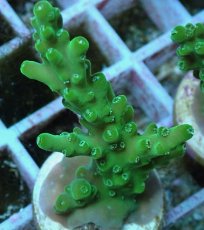 画像2: No.80 フィジー産 浅場ミドリイシ (2)