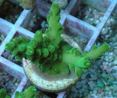 画像1: No.81 フィジー産 浅場ミドリイシ (1)