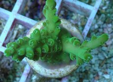 画像2: No.81 フィジー産 浅場ミドリイシ (2)