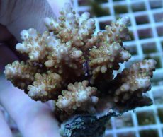 画像1: No.82 フィジー産 浅場ミドリイシ (1)