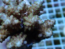 画像2: No.82 フィジー産 浅場ミドリイシ (2)