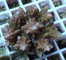 画像1: No.83 フィジー産 浅場ミドリイシ (1)