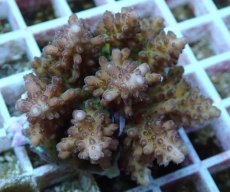 画像2: No.83 フィジー産 浅場ミドリイシ (2)