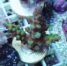 画像1: No.84 フィジー産 浅場ミドリイシ (1)