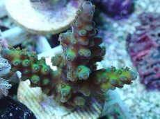 画像2: No.84 フィジー産 浅場ミドリイシ (2)