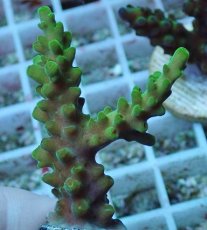 画像1: No.85 フィジー産 浅場ミドリイシ (1)