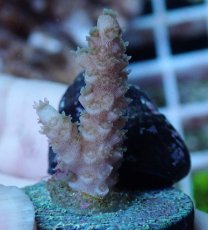 画像1: No.86 ウスエダミドリイシ (1)