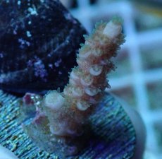 画像2: No.86 ウスエダミドリイシ (2)