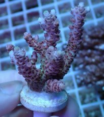 画像1: No.87 浅場ミドリイシ (1)