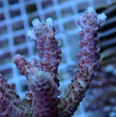 画像2: No.87 浅場ミドリイシ (2)