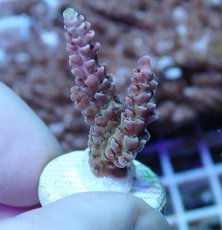 画像1: No.88 浅場ミドリイシ (1)