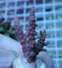 画像1: No.89 浅場ミドリイシ (1)