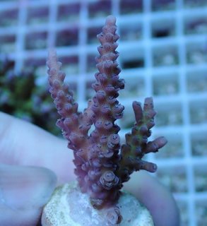 No.6 コハナガタサンゴ グリーンツートンを買うならアクアスタイルユー