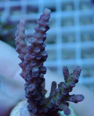 画像2: No.89 浅場ミドリイシ (2)