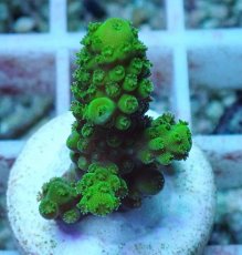 画像2: No.90 フィジー産 ツツユビミドリイシ (2)