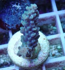 画像1: No.91 フィジー産 浅場ミドリイシ (1)