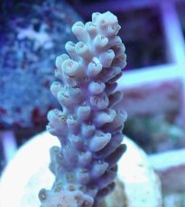 画像2: No.91 フィジー産 浅場ミドリイシ (2)