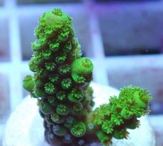 画像2: No.92 フィジー産 ツツユビミドリイシ (2)