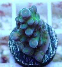 画像1: No.93 フィジー産 浅場ミドリイシ (1)