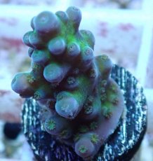 画像2: No.93 フィジー産 浅場ミドリイシ (2)