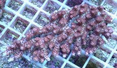 画像1: No.94 オーストラリア産 クシハダミドリイシ (1)