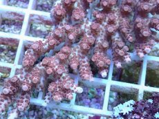 画像2: No.94 オーストラリア産 クシハダミドリイシ (2)