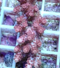 画像2: No.95 オーストラリア産 クシハダミドリイシ (2)