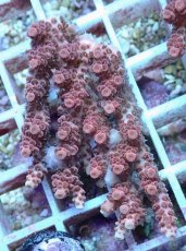 画像1: No.96 オーストラリア産 クシハダミドリイシ (1)