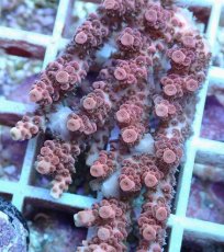 画像2: No.96 オーストラリア産 クシハダミドリイシ (2)