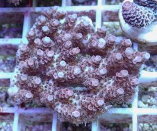 画像1: No.97 オーストラリア産 クシハダミドリイシ (1)