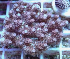 画像2: No.97 オーストラリア産 クシハダミドリイシ (2)