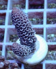 画像1: No.98 オーストラリア産 スパスラータ (1)