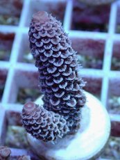 画像2: No.98 オーストラリア産 スパスラータ (2)