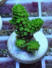 画像1: No.99 フィジー産 ツツユビミドリイシ (1)