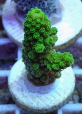 画像1: No.100 フィジー産 ツツユビミドリイシ (1)