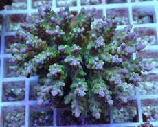 画像1: No.102 フィジー産 スゲミドリイシ (1)