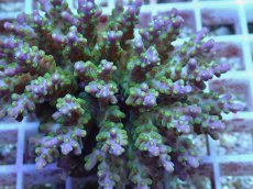 画像2: No.102 フィジー産 スゲミドリイシ (2)